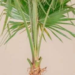 Washingtonia Robusta -The Palm Centre 4267