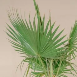 Washingtonia Robusta -The Palm Centre 4268