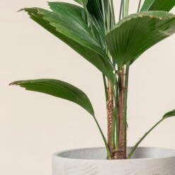 Licuala Grandis -The Palm Centre 427 scaled 1