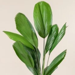 Licuala Grandis -The Palm Centre 428 scaled 1