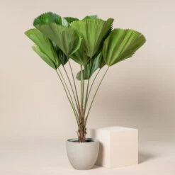 Licuala Grandis -The Palm Centre 429 scaled 1