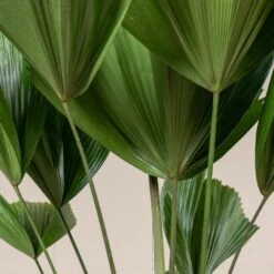 Licuala Grandis -The Palm Centre 430 scaled 1
