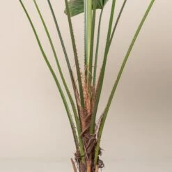 Licuala Grandis -The Palm Centre 431 scaled 1