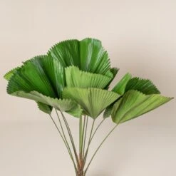 Licuala Grandis -The Palm Centre 433 scaled 1