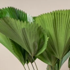 Licuala Grandis -The Palm Centre 434 scaled 1