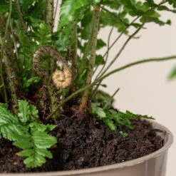 Dryopteris Wallichiana ‘Jurassic Gold’ -The Palm Centre 483 1 scaled 1