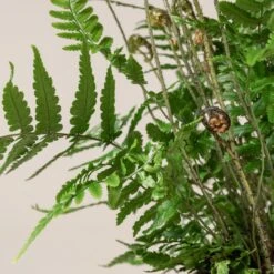 Dryopteris Wallichiana ‘Jurassic Gold’ -The Palm Centre 484 1 scaled 1