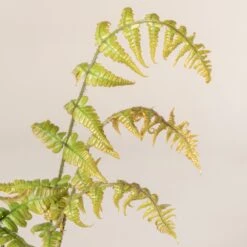 Dryopteris Wallichiana ‘Jurassic Gold’ -The Palm Centre 485 1 scaled 1
