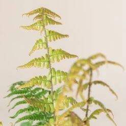 Dryopteris Wallichiana ‘Jurassic Gold’ -The Palm Centre 486 1 scaled 1