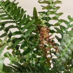 Doodia Aspera -The Palm Centre 495 scaled 1