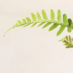 Doodia Aspera -The Palm Centre 497 scaled 1