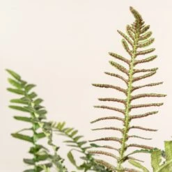 Doodia Aspera -The Palm Centre 498 scaled 1