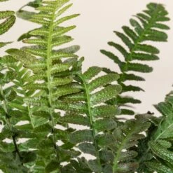 Doodia Aspera -The Palm Centre 499 scaled 1