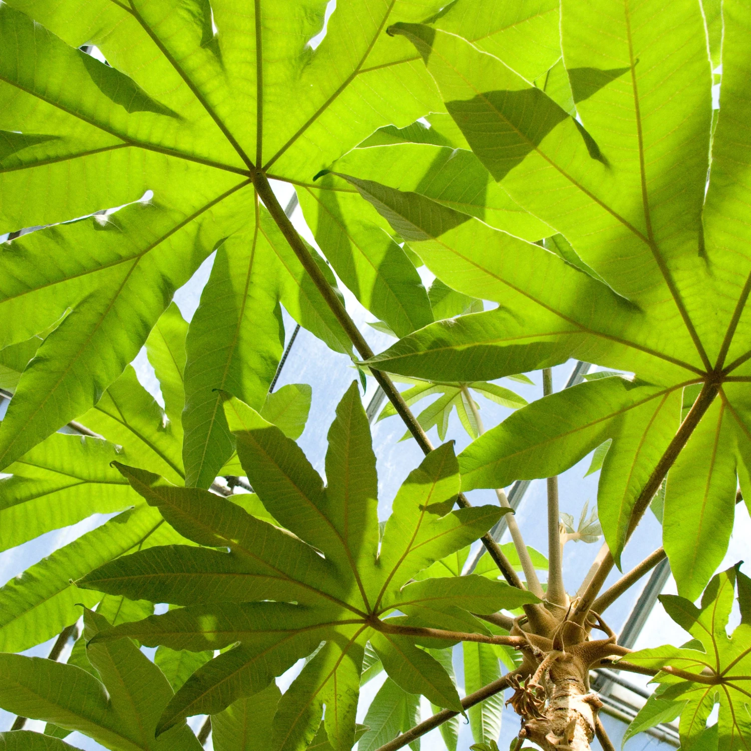 Tetrapanax Papyrifer 5 Tetrapanax Papyrifer - Image 3