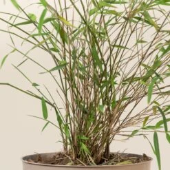 Fargesia Angustissima -The Palm Centre 5 scaled 2