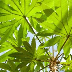 Tetrapanax Papyrifer ‘Rex’ -The Palm Centre 5 scaled 3