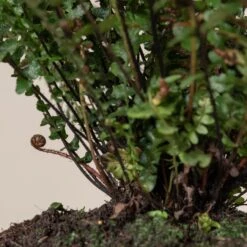 Doodia Aspera -The Palm Centre 500 scaled 1