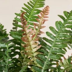 Doodia Aspera -The Palm Centre 501 scaled 1