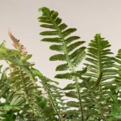 Doodia Aspera -The Palm Centre 504 scaled 1