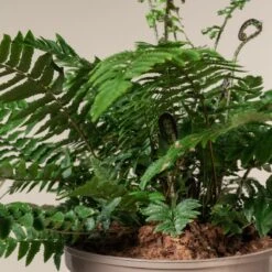 Dryopteris Atrata -The Palm Centre 507