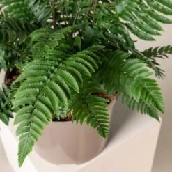 Dryopteris Atrata -The Palm Centre 508
