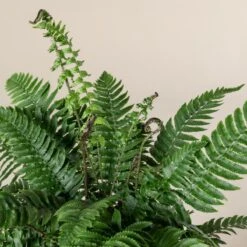 Dryopteris Atrata -The Palm Centre 509