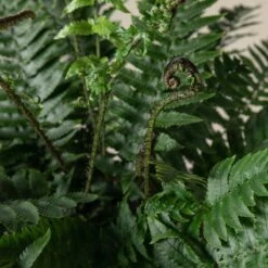Dryopteris Atrata -The Palm Centre 510