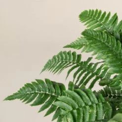 Dryopteris Atrata -The Palm Centre 511