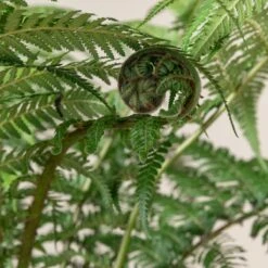Dicksonia Antarctica (Juvenile) -The Palm Centre 518