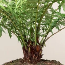 Dicksonia Antarctica (Juvenile) -The Palm Centre 519