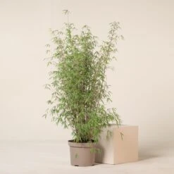 Fargesia Angustissima -The Palm Centre 6 scaled 1