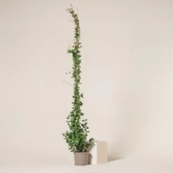 Trachelospermum Jasminoides -The Palm Centre 648