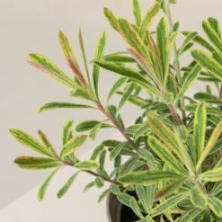 Euphorbia X Martinii ‘Ascott Rainbow’ -The Palm Centre 664 scaled 1