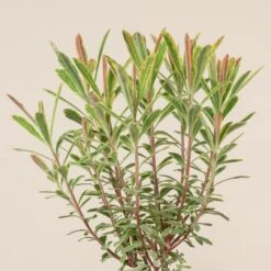 Euphorbia X Martinii ‘Ascott Rainbow’ -The Palm Centre 665 scaled 1