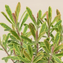 Euphorbia X Martinii ‘Ascott Rainbow’ -The Palm Centre 666 scaled 1