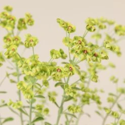 Euphorbia X Martinii ‘Ascott Rainbow’ -The Palm Centre 667 scaled 1