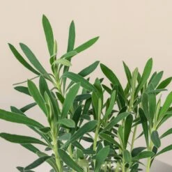 Euphorbia Characias ‘Wulfenii’ -The Palm Centre 680