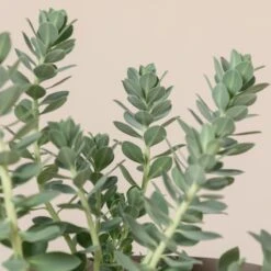 Euphorbia Myrsinites -The Palm Centre 696 1