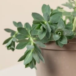 Euphorbia Myrsinites -The Palm Centre 698 1