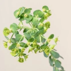 Euphorbia Myrsinites -The Palm Centre 699 1