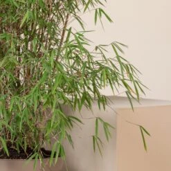 Fargesia Angustissima -The Palm Centre 7 scaled 1