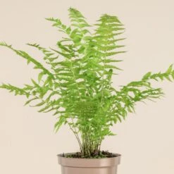 Matteuccia Struthiopteris -The Palm Centre 718 3