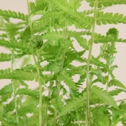 Matteuccia Struthiopteris -The Palm Centre 719 3