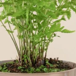 Matteuccia Struthiopteris -The Palm Centre 720 3