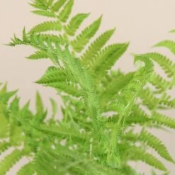 Matteuccia Struthiopteris -The Palm Centre 721 1