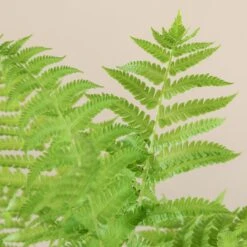 Matteuccia Struthiopteris -The Palm Centre 722