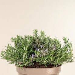 Salvia Rosmarinus ‘Prostratus’ -The Palm Centre 761