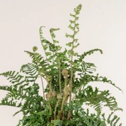 Dryopteris Affinis ‘Cristata The King’ -The Palm Centre 774
