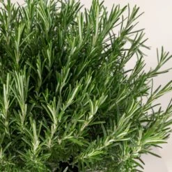 Salvia Rosmarinus -The Palm Centre 780 scaled 1