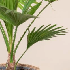 Livistona Rotundifolia -The Palm Centre 796